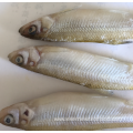 supply clean whole pond smelt fish iqf frozen seafood